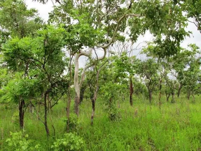 Sixth view of Homely land listing, 547 Parkin Road, Fly Creek NT 822