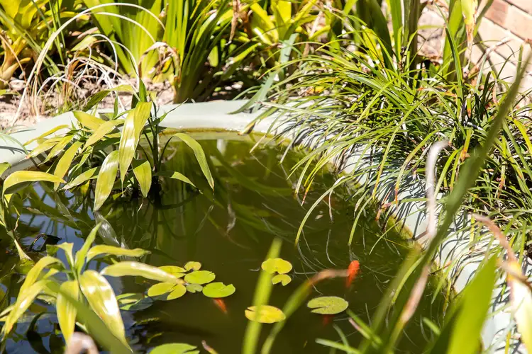Sixth view of Homely semi-detached listing, 1/19 Cordellia Street, Coolum Beach QLD 4573