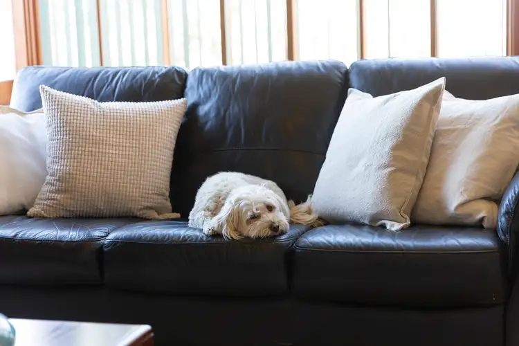 Fifth view of Homely house listing, 53 Sullivan Crescent, Wanniassa ACT 2903