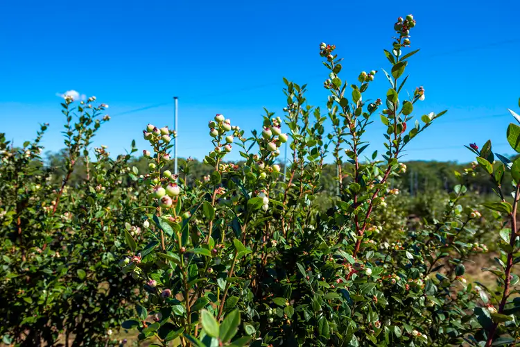 Third view of Homely rural property listing, 1 Franklins Road, Calamia NSW 2460
