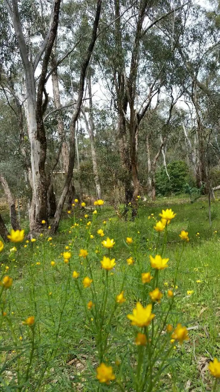 Seventh view of Homely land listing, LOT 2, 61 Lawson Street, Spring Gully VIC 3550