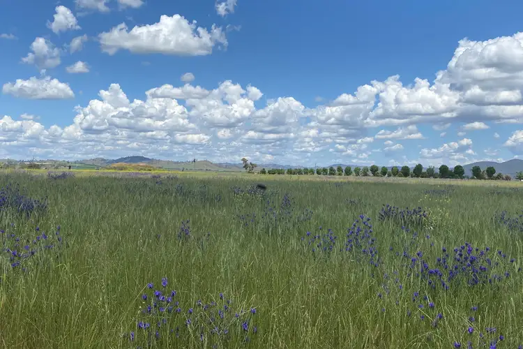 Main view of Homely rural property listing, 239 Bergalin Road, Gulgong NSW 2852