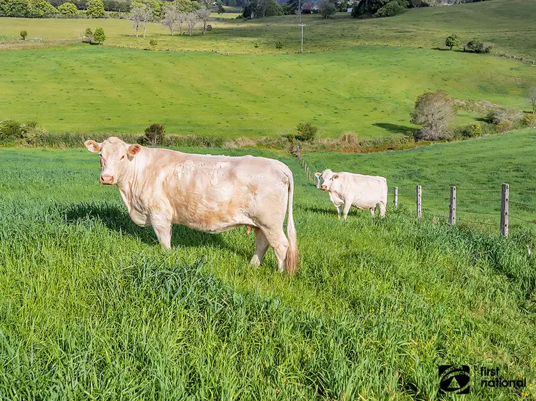 Fifth view of Homely rural property listing, 219 South Island Loop Road, Upper Orara NSW 2450