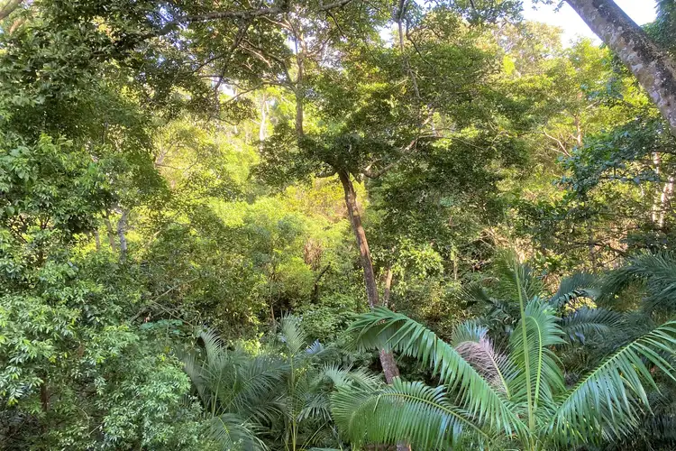 Fifth view of Homely house listing, 20 Rainforest Street, Cooktown QLD 4895