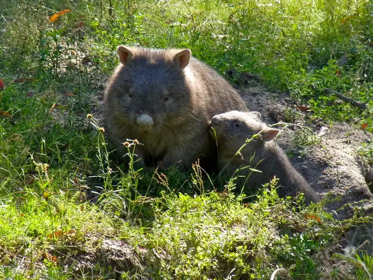 Fifth view of Homely rural property listing, 938 Pyangle Road, Mudgee NSW 2850