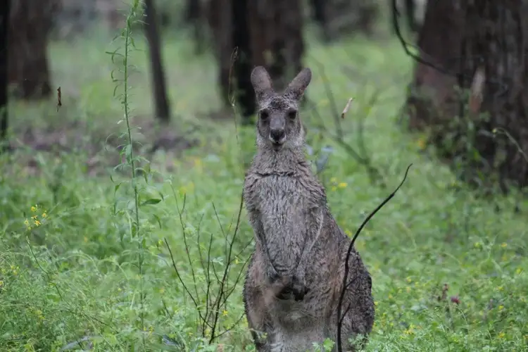 Seventh view of Homely rural property listing, 938 Pyangle Road, Mudgee NSW 2850