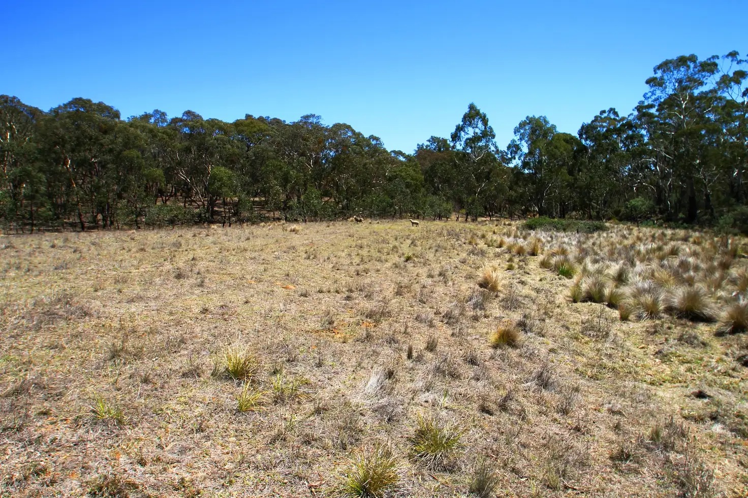 Main view of Homely rural property listing, LOT 63 & 64, 643 Campbells Creek Road, Mudgee NSW 2850