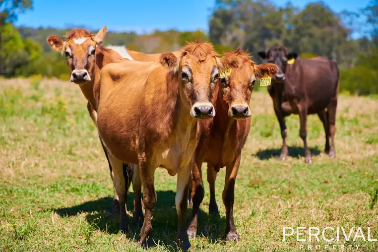 Main view of Homely rural property listing, Lot 3 Neilson Lane, Lorne NSW 2439
