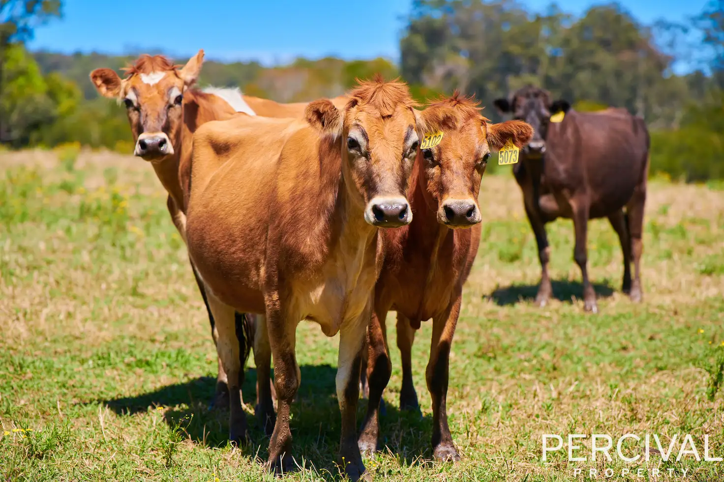 Main view of Homely rural property listing, Lot 3 Neilson Lane, Lorne NSW 2439