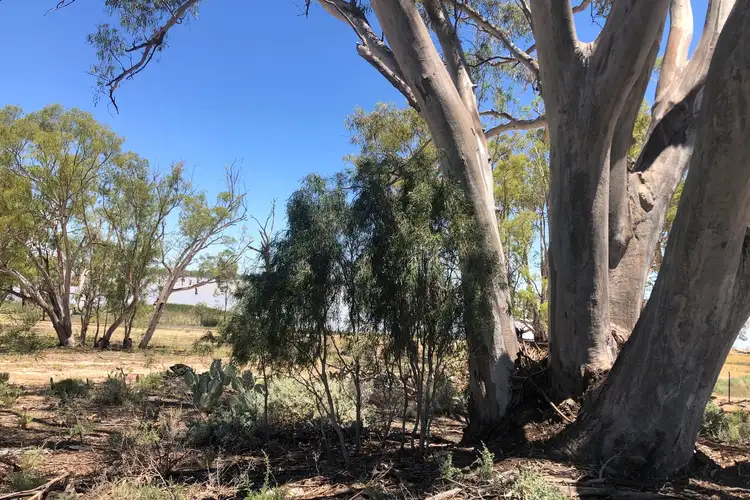 Sixth view of Homely rural property listing, 142 Dry Lake Road, Euston NSW 2737