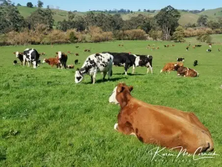 Fourth view of Homely rural property listing, 80 Olsens Road, Poowong VIC 3988