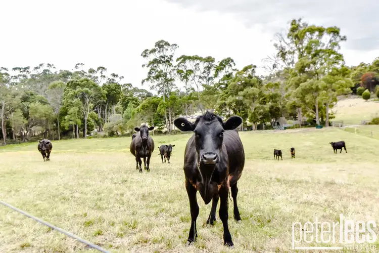 Fourth view of Homely rural property listing, 59 Tattersalls Road, Beaconsfield TAS 7270