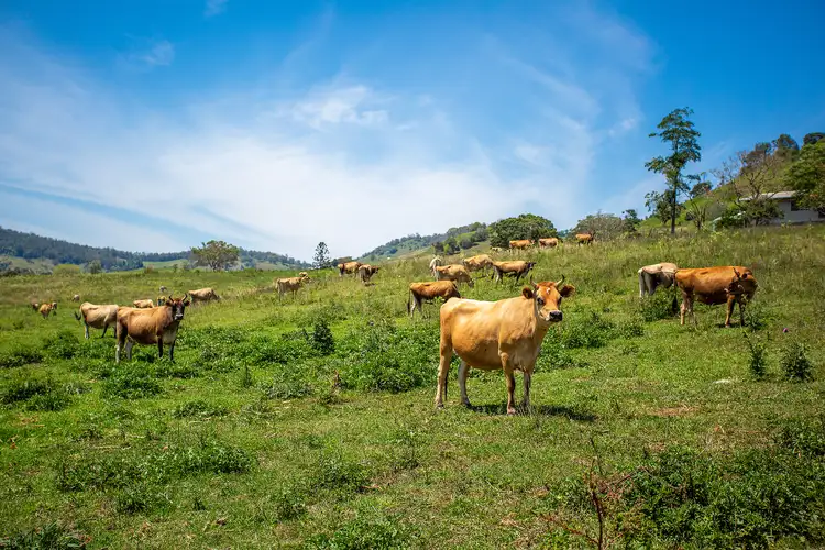 Second view of Homely rural property listing, 5 Upper Eel Creek Road, Langshaw QLD 4570