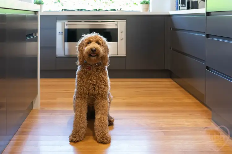 Third view of Homely house listing, 6 Spouse Place, Moncrieff ACT 2914