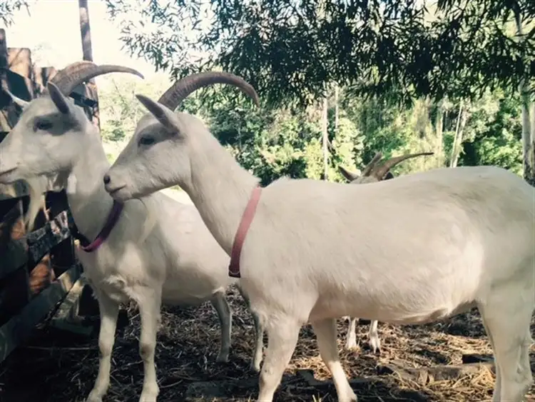 Fourth view of Homely rural property listing, 13/1057 Cawongla Road, Larnook NSW 2480