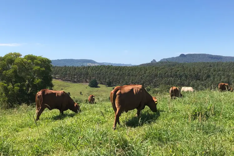 Fourth view of Homely land listing, 345 Blue Knob Road, Nimbin NSW 2480