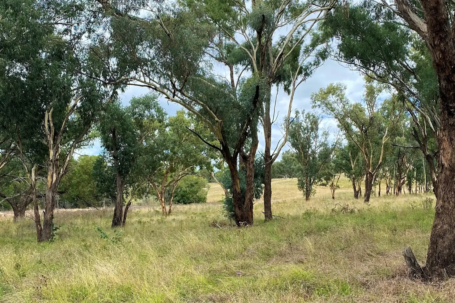 Main view of Homely rural property listing, LOT 12 & 45, 20 Quirks Loop, Stuart Town NSW 2820