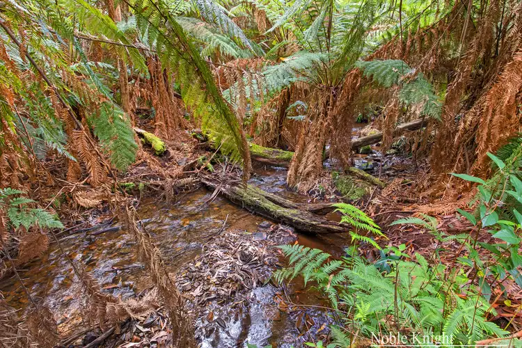 Fifth view of Homely house listing, 215 Spraggs Road, Toolangi VIC 3777