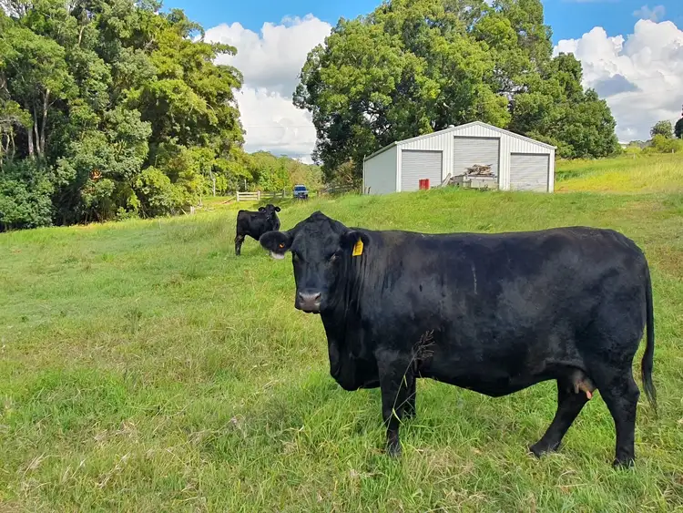 143 Old Palmwoods Road, West Woombye QLD 4559