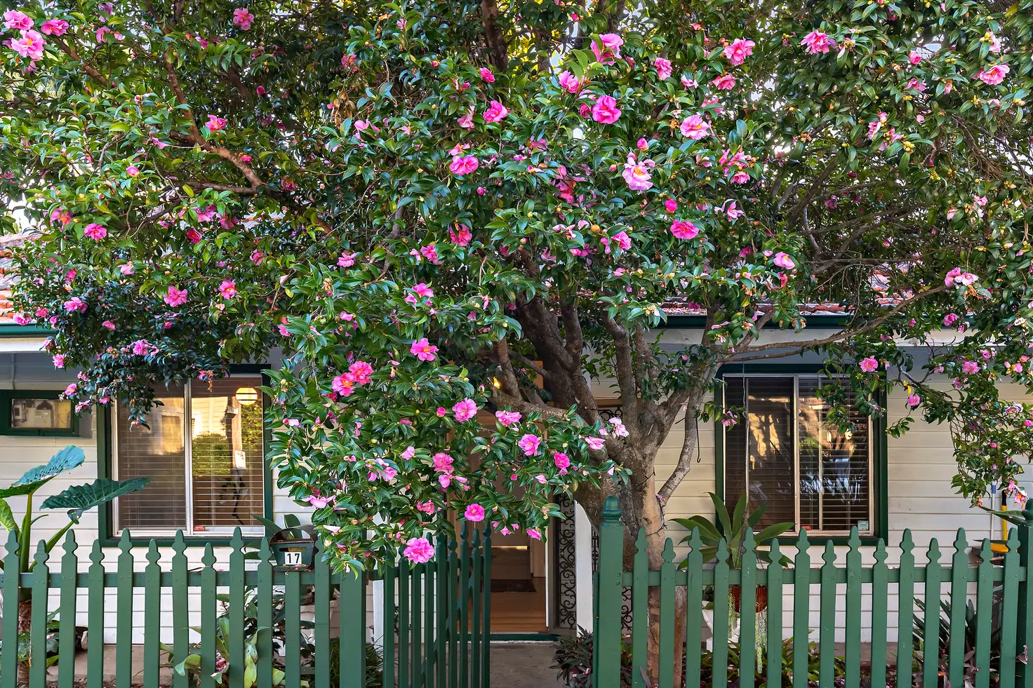 Main view of Homely house listing, 17 Jacques Street, Balmain NSW 2041