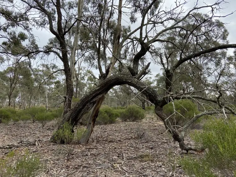 Main view of Homely rural property listing, Lot 1 Greens Lane, Fentons Creek VIC 3518