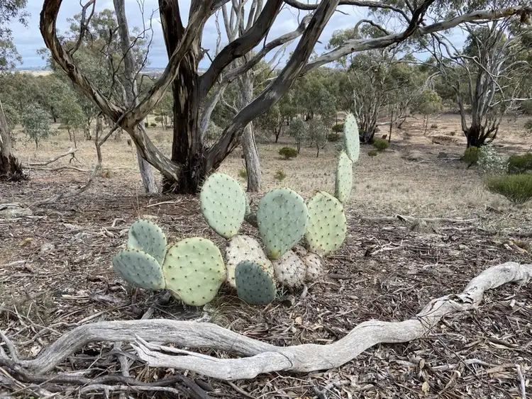 Fourth view of Homely rural property listing, Lot 1 Greens Lane, Fentons Creek VIC 3518