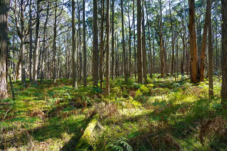 Fourth view of Homely land listing, 360 Long Swamp Road, Mollongghip VIC 3352