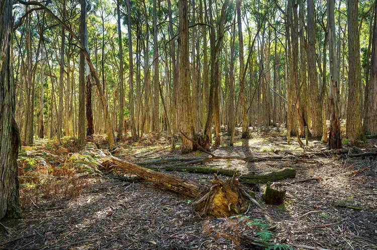 Sixth view of Homely land listing, 360 Long Swamp Road, Mollongghip VIC 3352