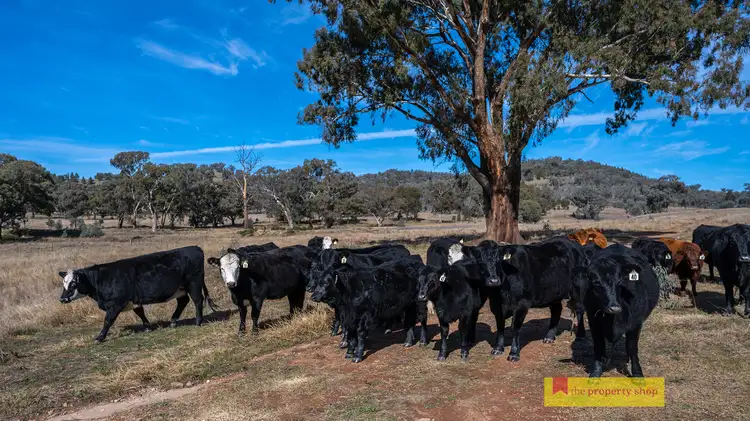 Fifth view of Homely rural property listing, 435 Kaludabah Road, Mudgee NSW 2850