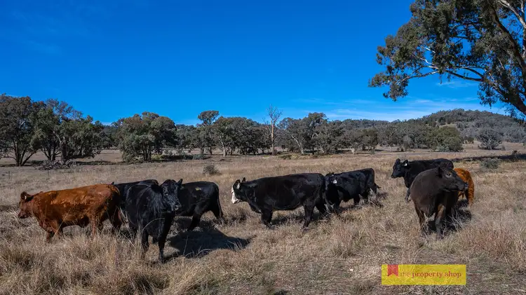 Sixth view of Homely rural property listing, 435 Kaludabah Road, Mudgee NSW 2850