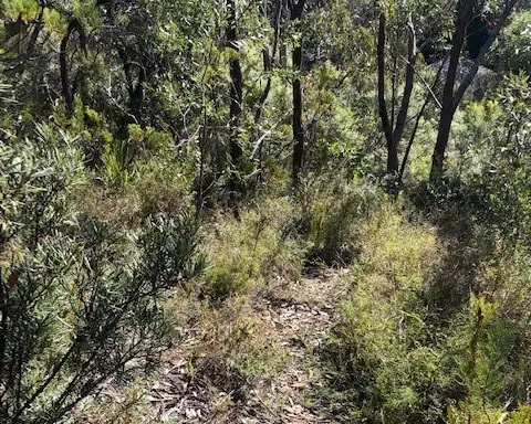 11 Myall Avenue, Leura NSW 2780