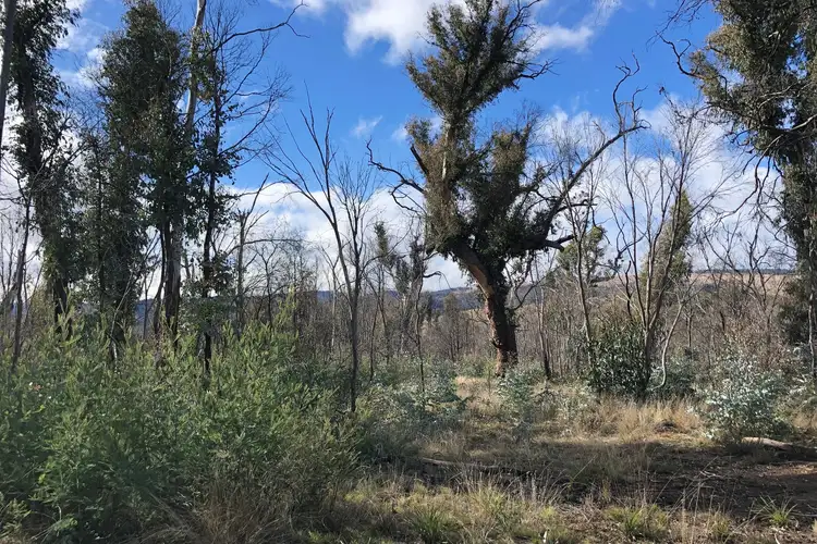 Seventh view of Homely rural property listing, 540 Victoria Falls Road, Cobungra VIC 3898