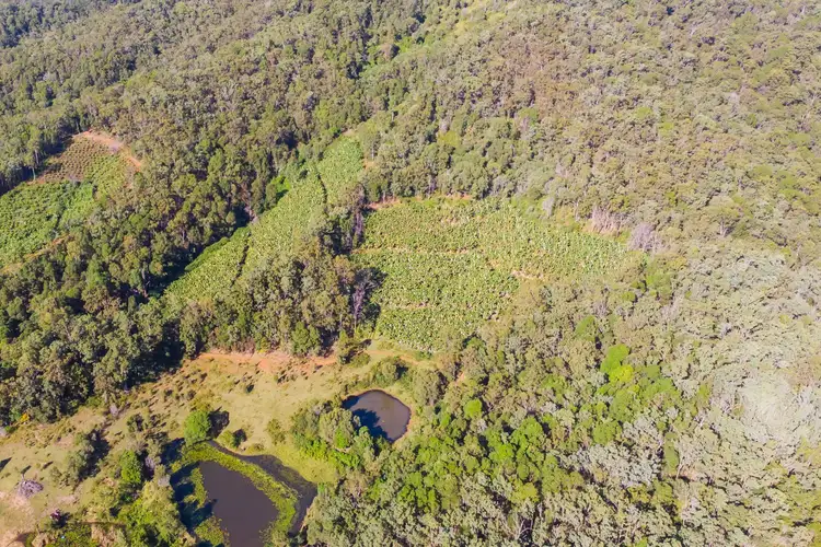 Third view of Homely house listing, 295 J Lindsay Road, Wamuran Basin QLD 4512
