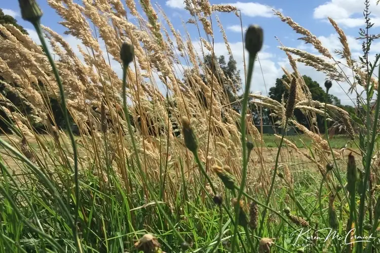 Main view of Homely land listing, LOT 27, 18a Davis Street, Nyora VIC 3987