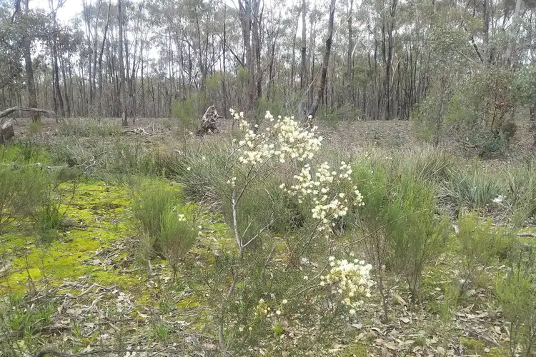 Seventh view of Homely rural property listing, 970 Timor-Bromley Road, Bet Bet VIC 3472