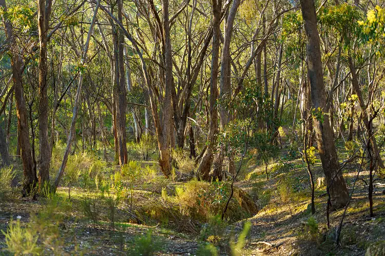 Fifth view of Homely rural property listing, Lot 2/252 Kemps Bridge Road, Guildford VIC 3451