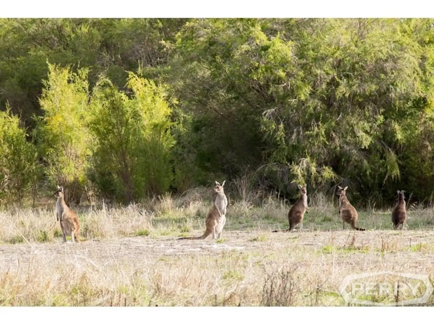 Main view of Homely land listing, Lot 15 Kangaroo Loop, Birchmont WA 6214