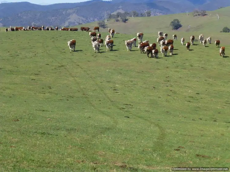 Sixth view of Homely rural property listing, Reedy Creek Road, Ensay VIC 3895