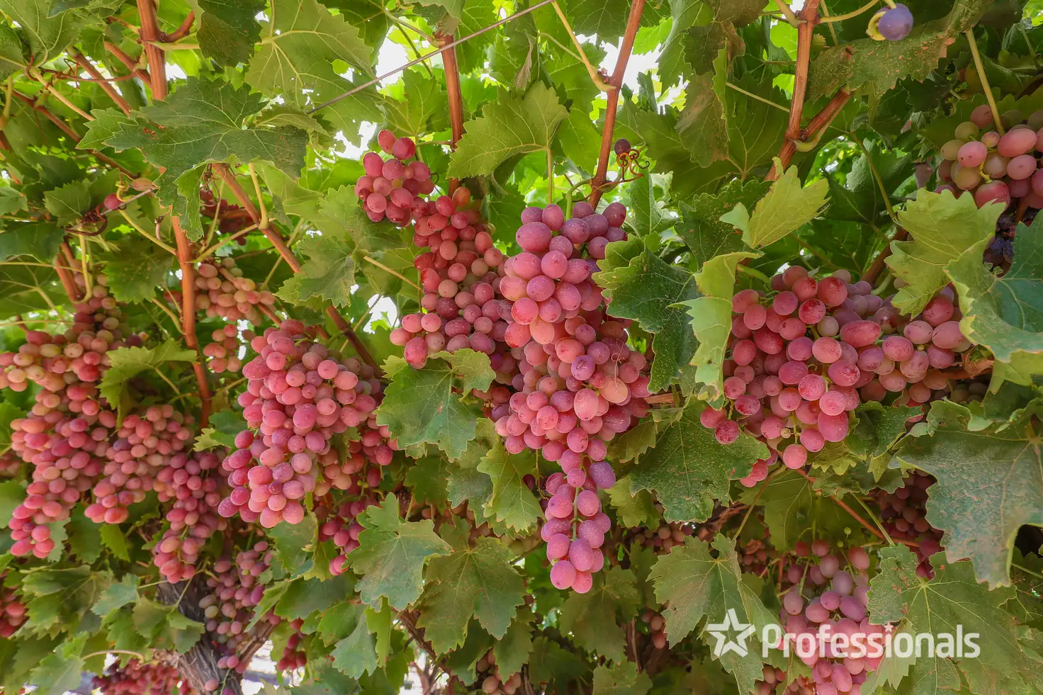 Main view of Homely rural property listing, Lot 1 & 2 Sandilong Avenue Extn, Irymple VIC 3498