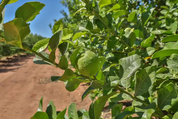 Fifth view of Homely rural property listing, Lot 1 & 2 Sandilong Avenue Extn, Irymple VIC 3498