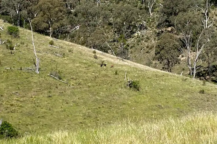 Seventh view of Homely rural property listing, LOT 126 Campbells Creek Road, Mudgee NSW 2850