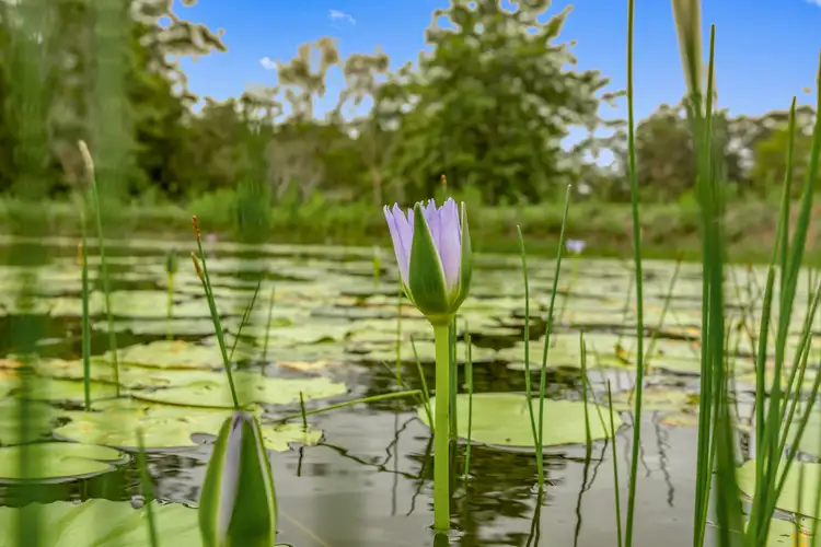 Sixth view of Homely rural property listing, 153 Chevallum Road, Palmwoods QLD 4555