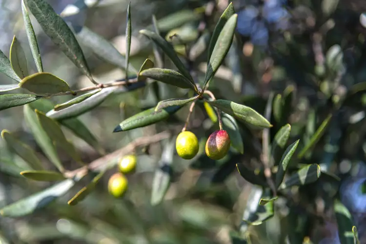 Fifth view of Homely rural property listing, 39 Barker Road, Harcourt North VIC 3453