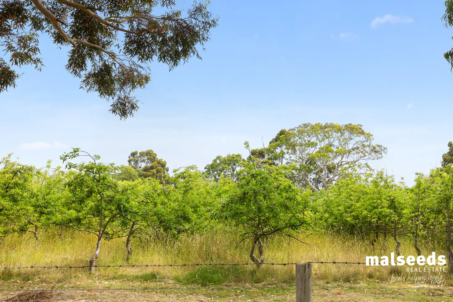 Main view of Homely rural property listing, 697 Old Kalangadoo-Penola Road, Moerlong SA 5278