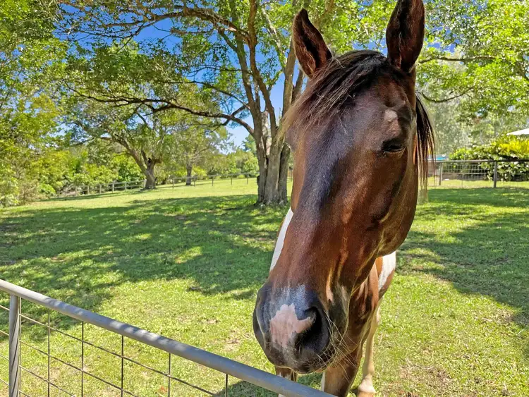 Third view of Homely rural property listing, 378 Chevallum Road, Chevallum QLD 4555