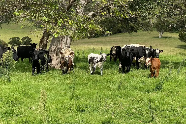 Sixth view of Homely land listing, 1433 Jamberoo Road, Croom NSW 2527