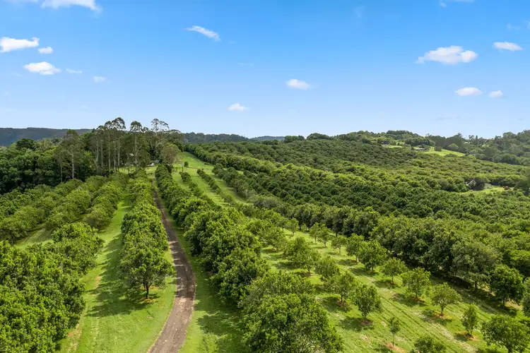 Fourth view of Homely rural property listing, 43 Lychee Drive, Rosebank NSW 2480