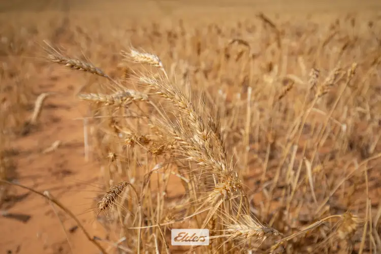Seventh view of Homely rural property listing, 47a & 48a Calder Highway And 11b +12a Hattah-Robinvale Road, Ouyen VIC 3490