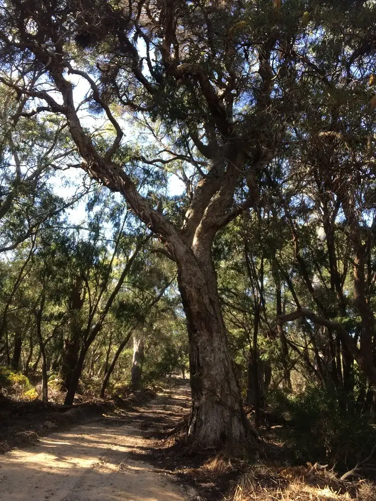 Fifth view of Homely rural property listing, Lot 1052 Bussell Highway, Stratham WA 6237