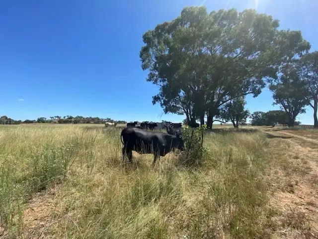 Sixth view of Homely rural property listing, 220 Castlereagh Highway, Mudgee NSW 2850